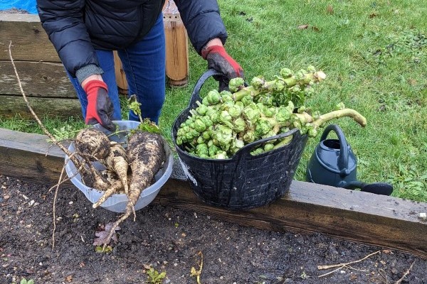 Parsnips and brussels sprouts harvested from the allotment