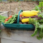 A fine basket of vegetables harvested from the Allotment at Grange Farm